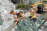 Screenshot of Fragoria