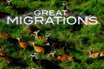Help migrating animals to their new homes in Nat. Geo's Great Migrations!