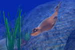 Screenshot of Sea Life Safari